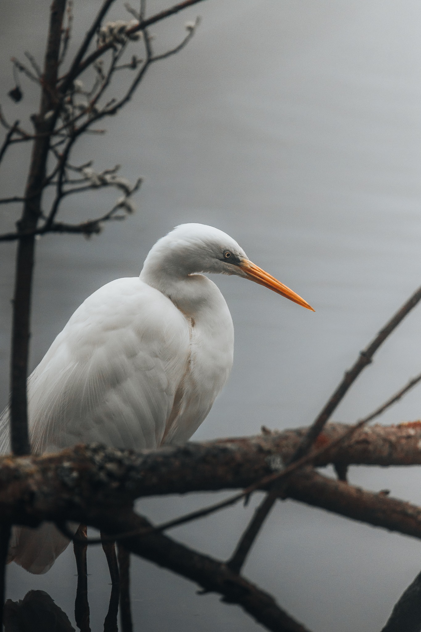 Oiseau blanc au bec orangé posé sur une branche au-dessus de l’eau