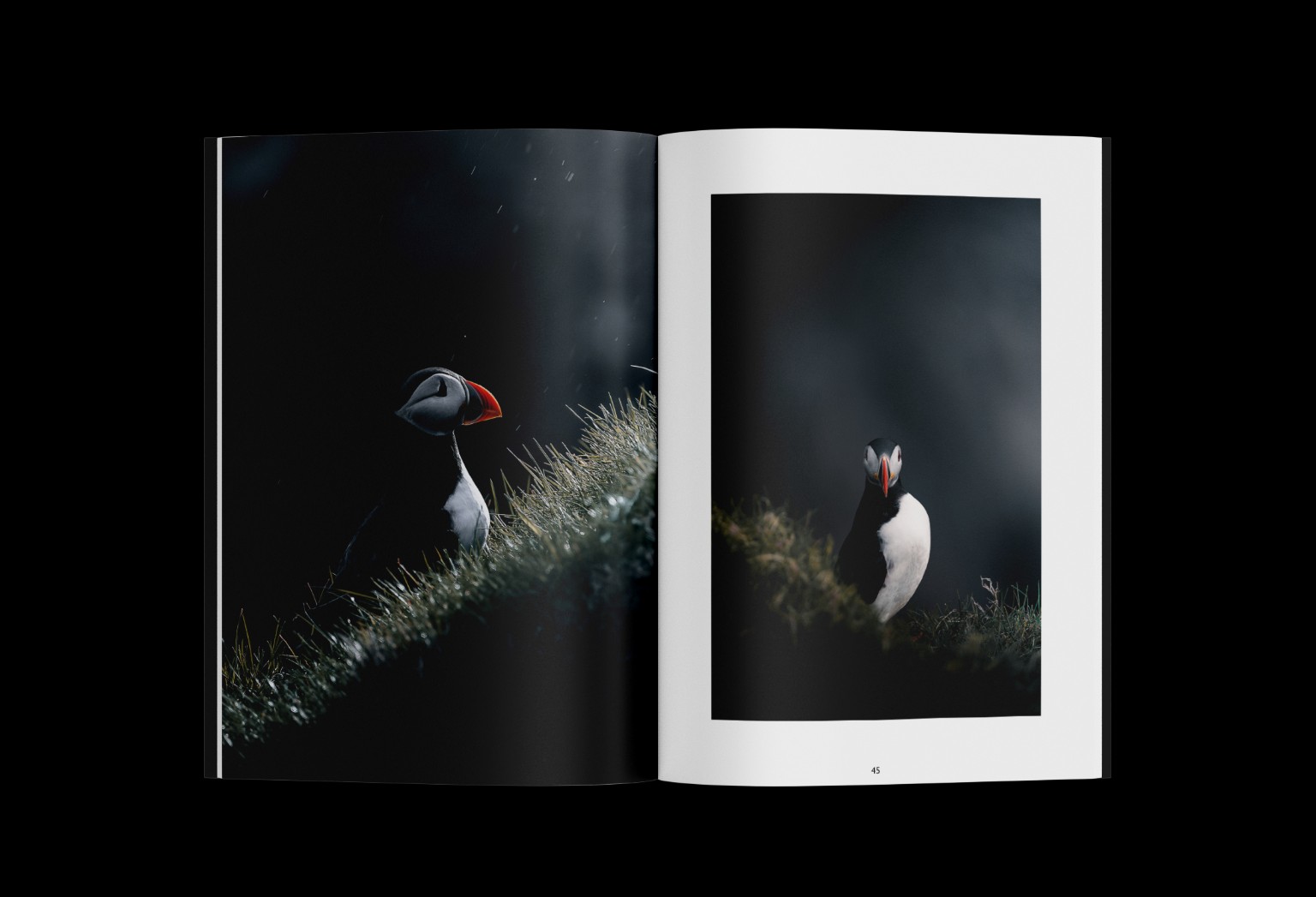 Double page de BEAJIÑ : deux portraits de macareux