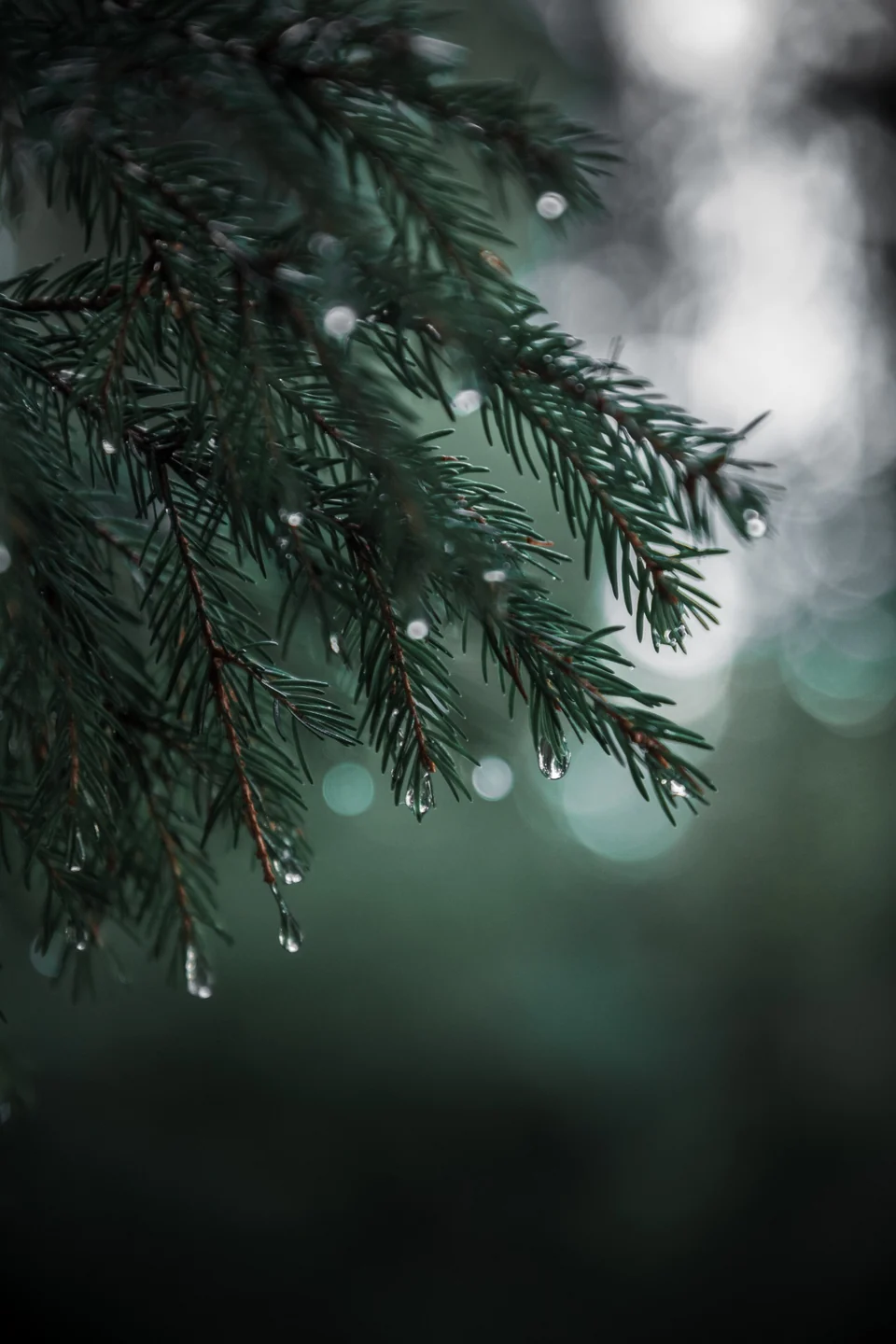 Branche de conifère perlée de gouttes d'eau sur un fond de forêt flou