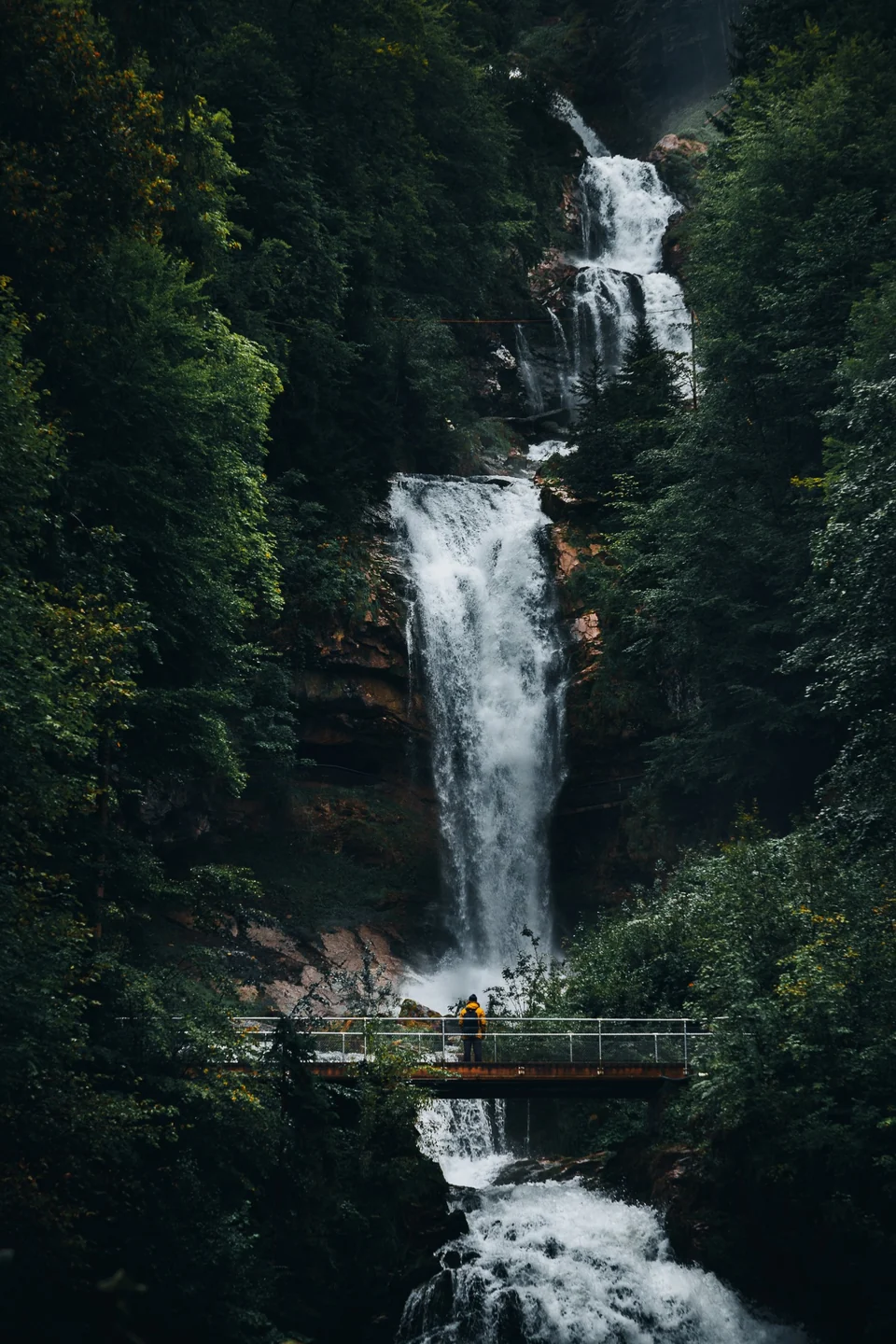 Cascade au milieu d'une forêt dense