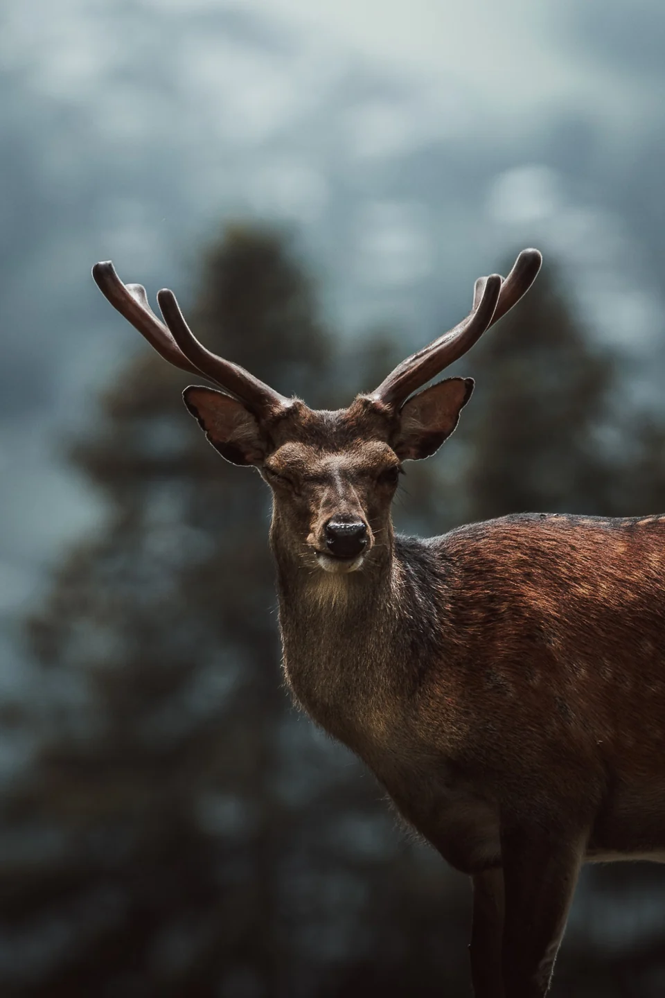 Cerf aux bois déployés devant une forêt dans la brume