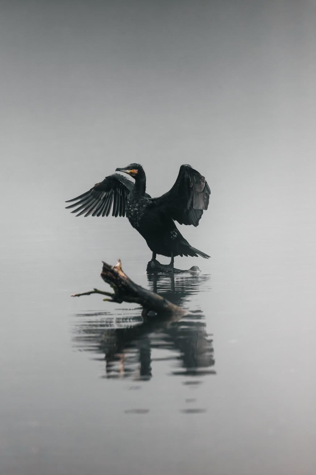 Cormoran aux ailes déployées sur une branche au ras de l'eau, avec son reflet