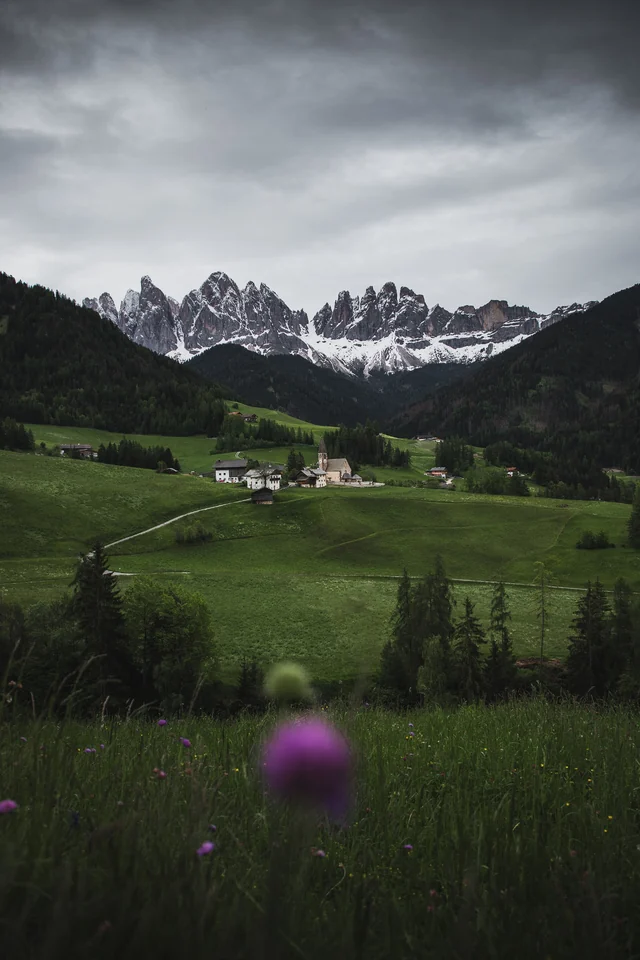 Fleur au premier plan et prairie devant les sommets des Dolomites