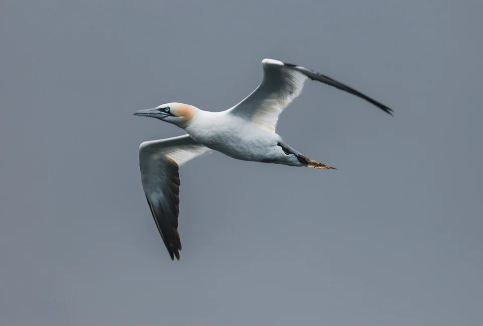 Fou de Bassan aux ailes déployées dans un ciel gris
