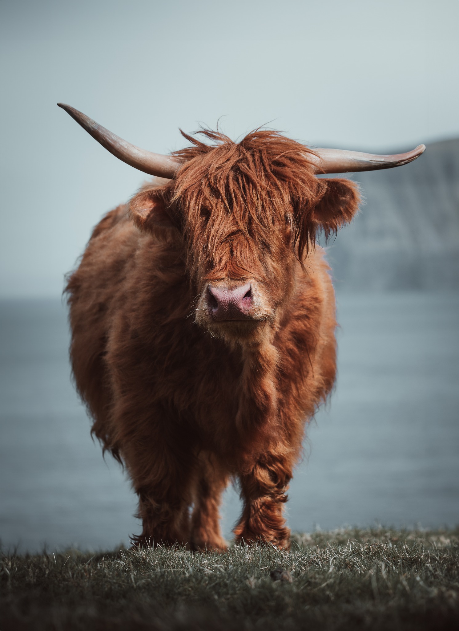 Vache Highland au pelage roux face à la mer aux îles Féroé