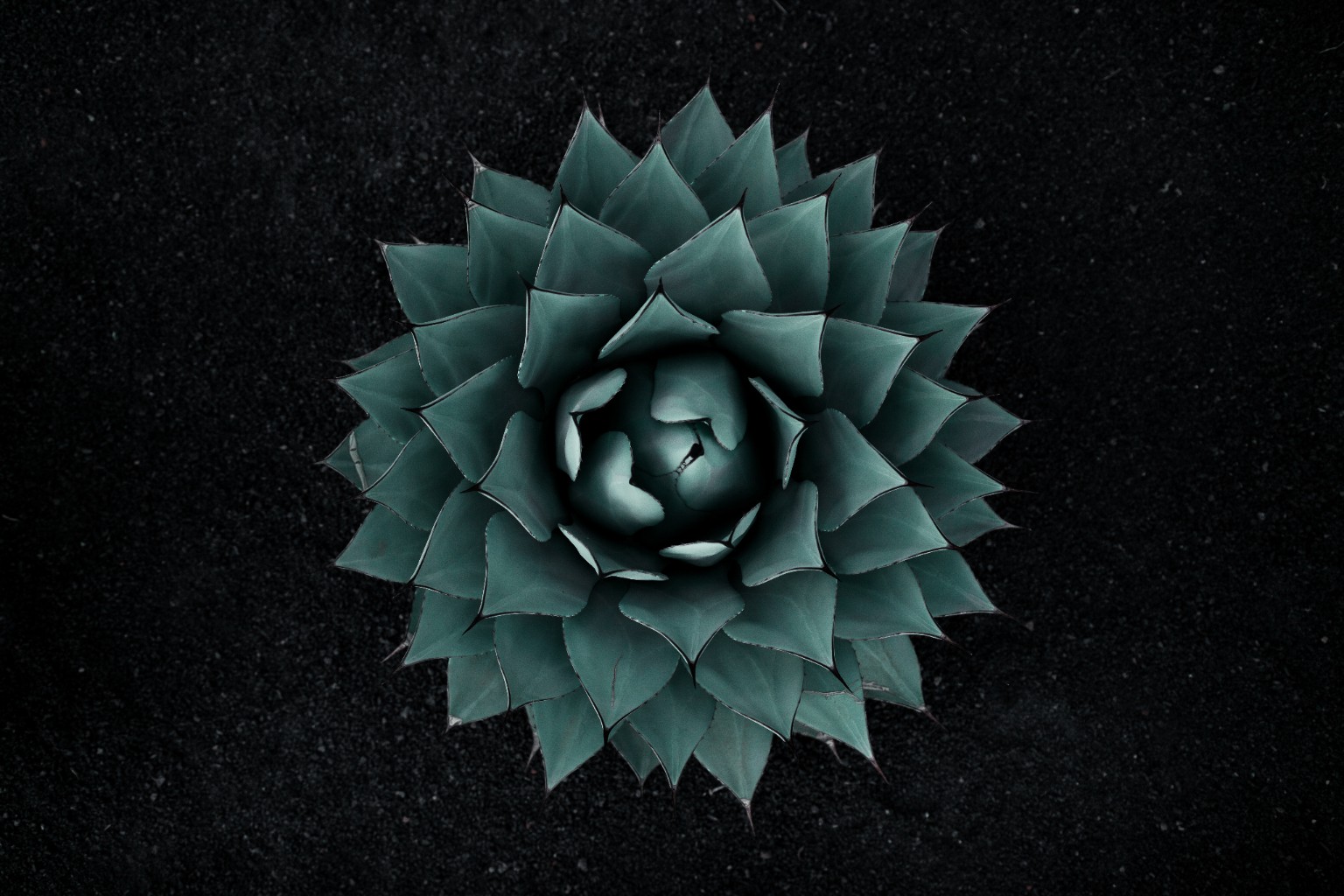 Agave aux feuilles bleu-vert vu du dessus sur le sol noir de Lanzarote