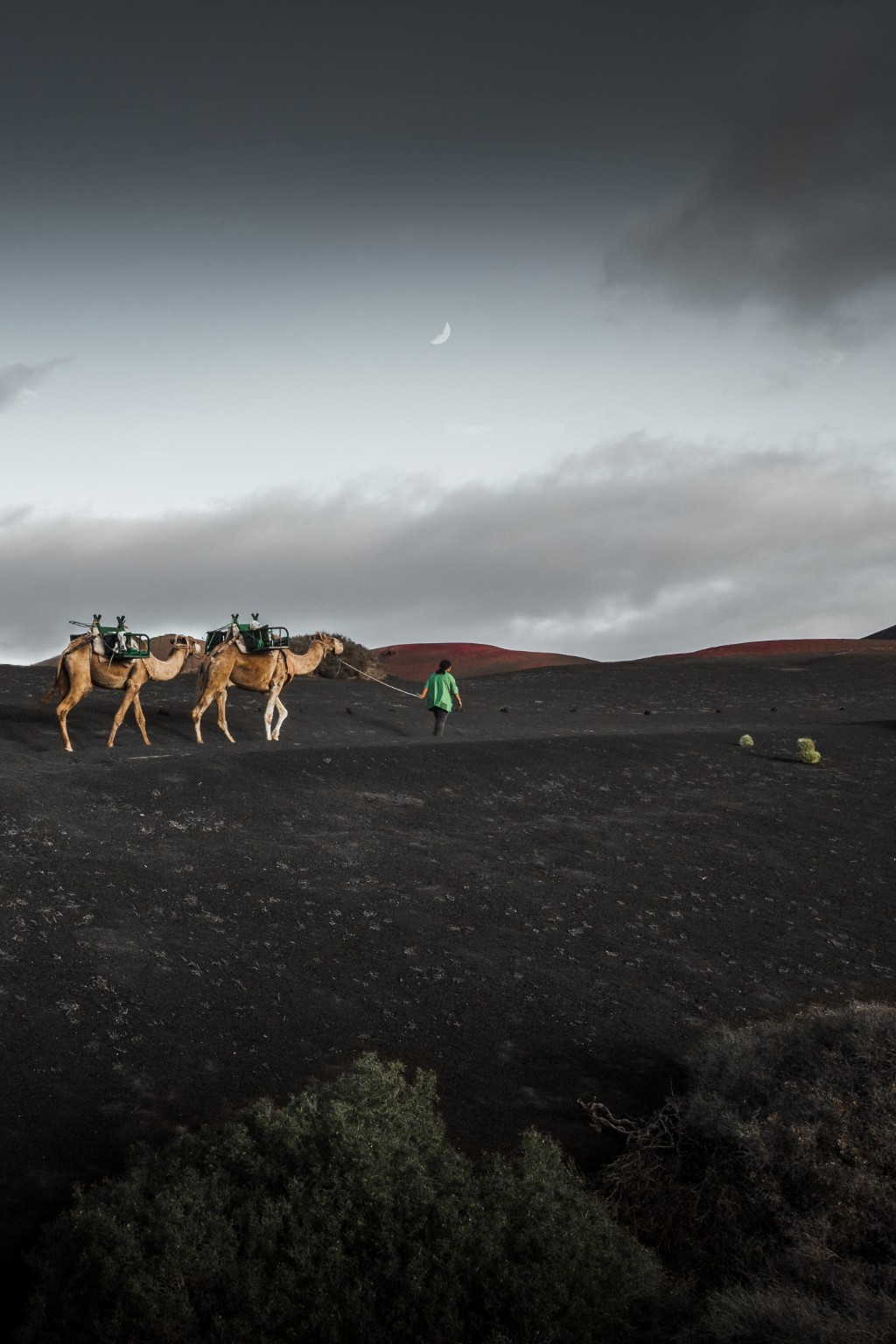 Deux dromadaires accompagnés d’un homme dans le paysage volcanique de Lanzarote, sous un croissant de lune