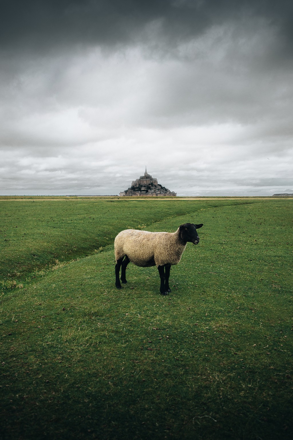 Mouton à tête noire dans les prés verts avec le Mont-Saint-Michel au loin