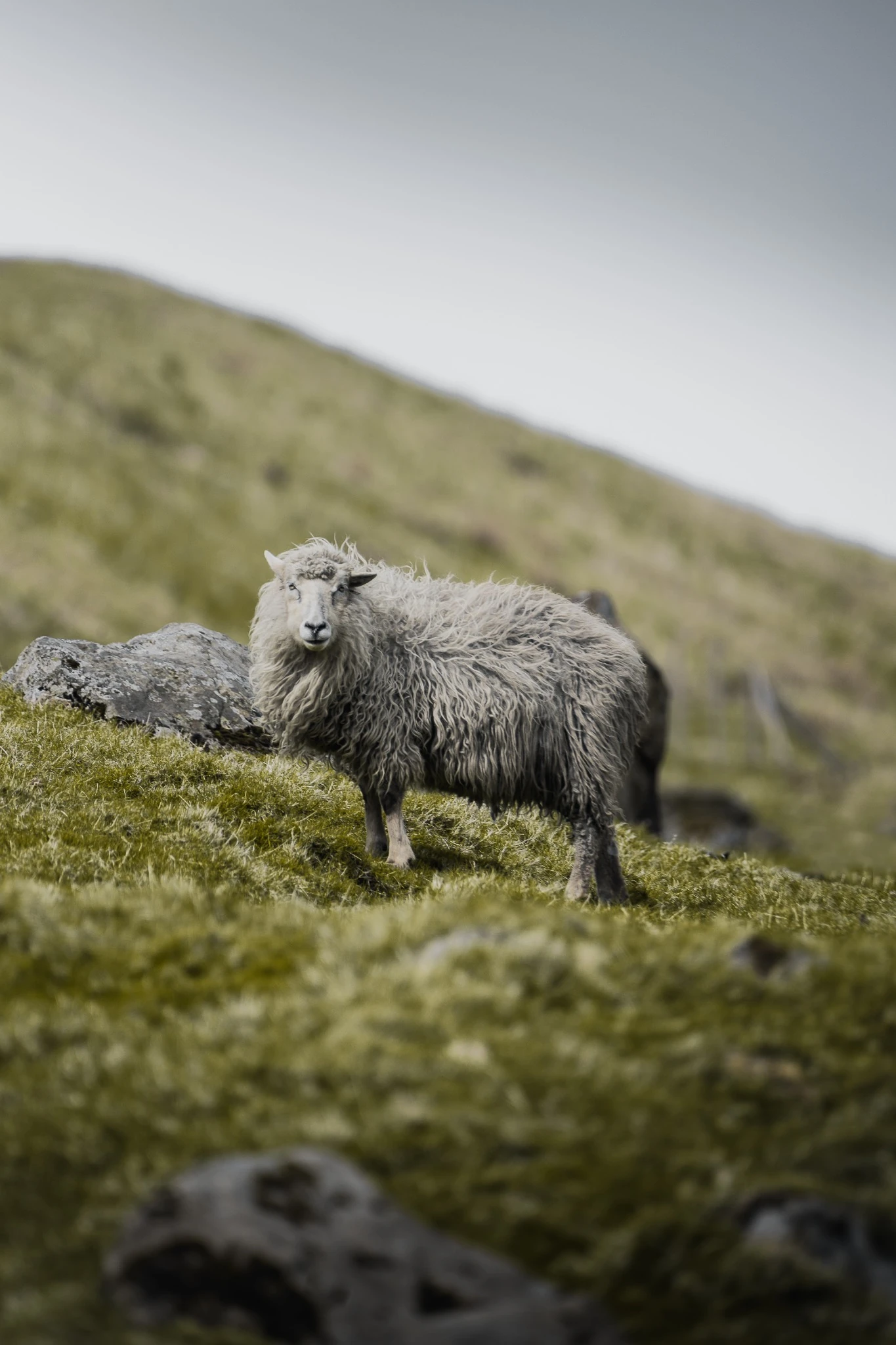 Mouton dans les herbes des îles Féroé
