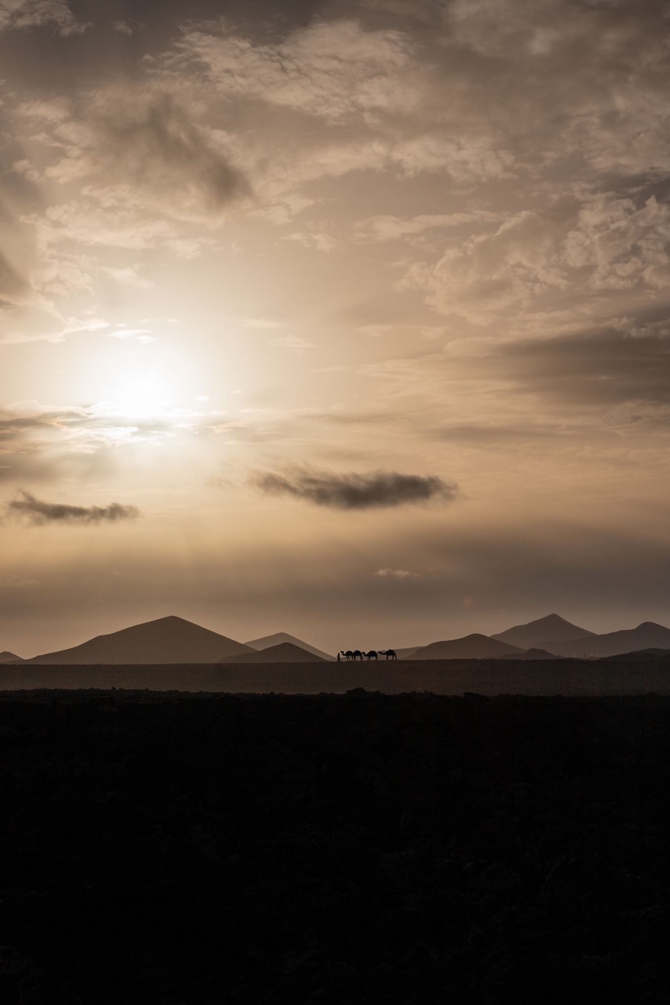 Silhouettes de dromadaires devant les volcans de Lanzarote au coucher du soleil